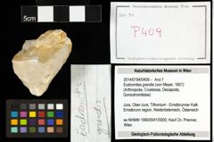 Foto (Objekt + Etiketten) von Eodromites grandis (von Meyer, 1857) 